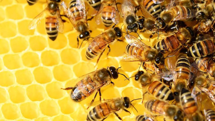 В трех районах Ростовской области массово гибнут пчелы