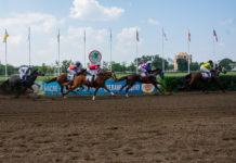 Землю под новый ипподром в Ростове хотят застроить домами