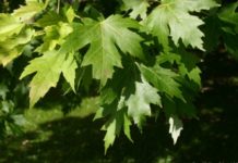 Власти Ростова потратят более 38 млрд рублей на инвентаризацию зеленых насаждений