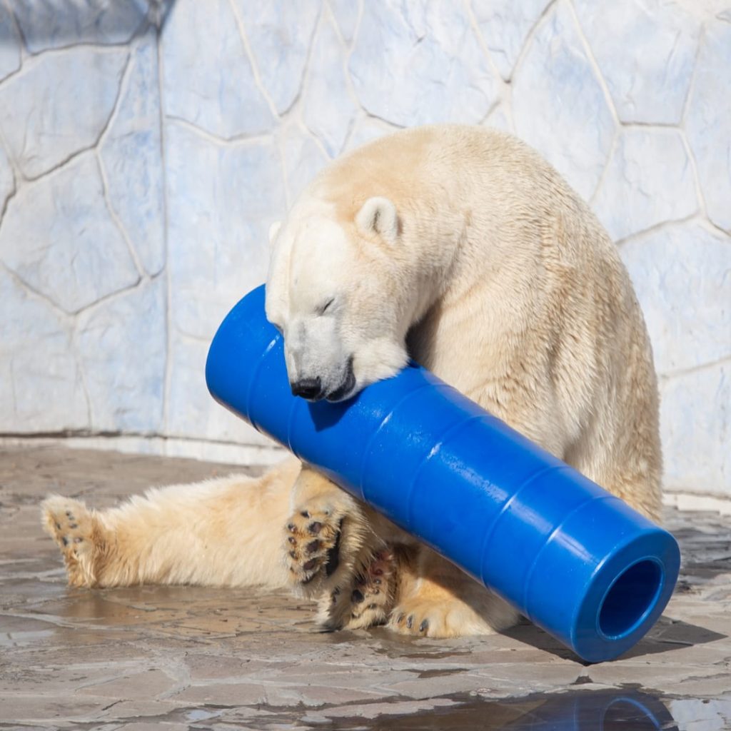 Белый медведь с игрушкой//Фото: пресс-служба ростовского зоопарка