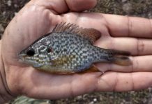 На Дону начал действовать временный запрет на вылов рыбы