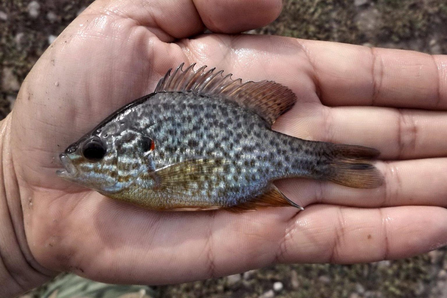 В реке Северский Донец ученые обнаружили новый вид рыбы