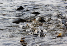 В Ростовской области построят рыбоходный канал за 3,5 млрд рублей Рыбоходный канал//Фото: Яндекс.Картинки