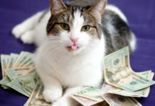 Власти Ростова хотят взять кредит на 700 млн рублей для покрытия дефицита бюджета Кот//Фото: http://vokrugkota.ru