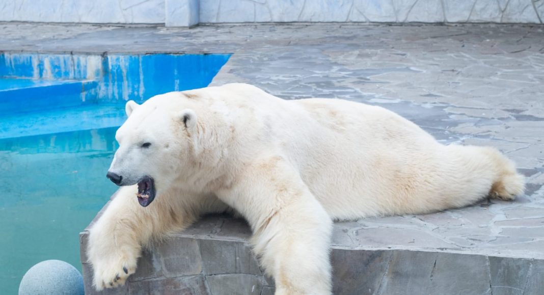 Белый медведь Айон//Фото: Ростовский зоопарк