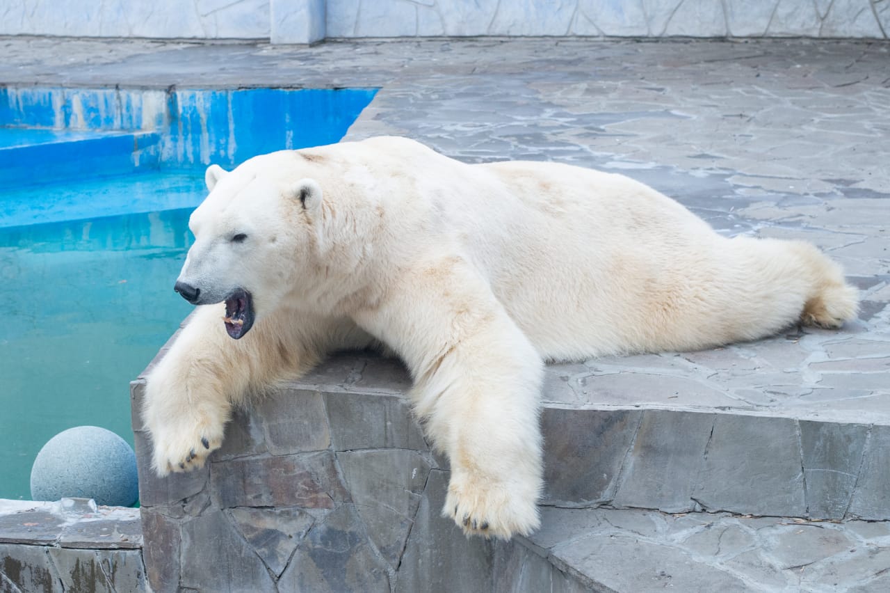 Белый медведь Айон//Фото: Ростовский зоопарк