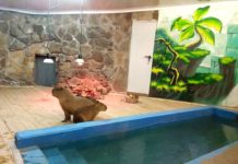 В Ростовском зоопарке открылась новая всесезонная экспозиция с капибарами Капибары//Фото: Ростовский зоопарк