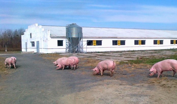 Крупный свинокомплекс будет построен в Ростовской области к 2023г //Фото с сайта goldenmost.ru