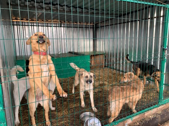 Приют для бездомных животных//Фото: администрация Новочеркасска
