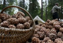 В Ростовской области соберут около 20 тонн шишки для посева в лесных питомниках