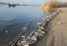 В Таганрогском заливе из-за жары ожидается массовая гибель рыбы