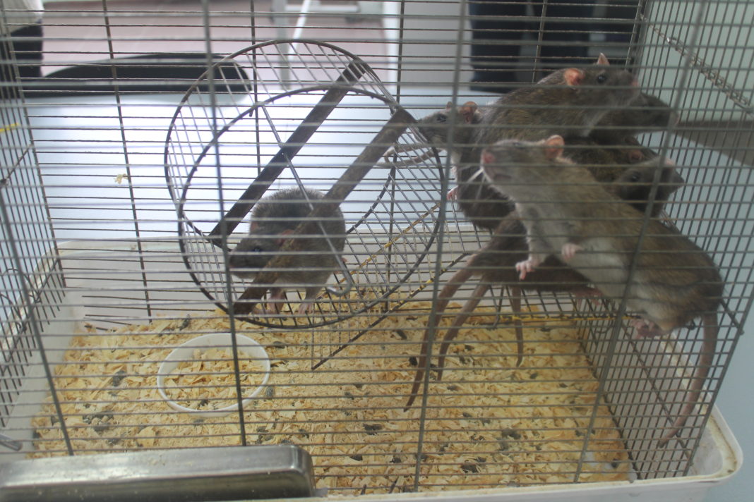 Крысы лаборатории центра нейротехнологий // Фото: Ольга Медведева, Городской репортер