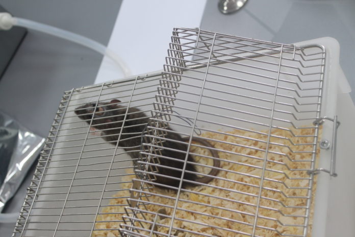 Крыса-диагност с вживленным чипом //Фото: Ольга Медведева, Городской репортер