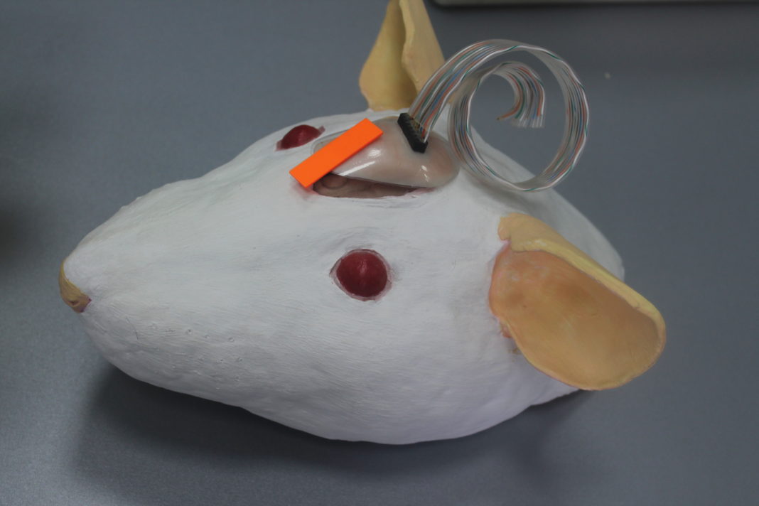 Макет крысиной головы с вживленным чипом //Фото: Городской репортер