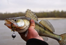 В Дону не прибавилось рыбы из-за обильных дождей