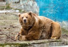 В Ростовском зоопарке проснулся бурый медведь Андрюша