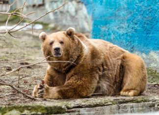Участники СВО и их семьи смогут бесплатно посетить Ростовский зоопарк