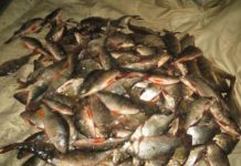 В водоемах Ростовской области у рыбы нашли опасные для человека болезни