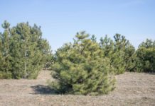 В Ростовской области высадят 1500 гектаров леса