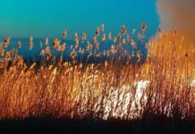 В Ростовской области с 9 апреля начинается пожароопасный сезон Пожар камыша//Фото: МЧС России по Ростовской области