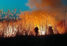 На Дону увеличили сумму штрафа за нарушения требований пожарной безопасности Пожар камыша //Фото: МЧС России по Ростовской области