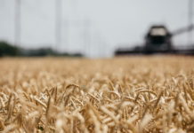 В Ростовской области приступили к посеву технических, кормовых культур и картофеля