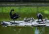 Черные лебеди//Фото: Ростовский зоопарк