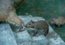 В Ростовском зоопарке родились детеныши капибар Капибары//Фото: Ростовский зоопарк