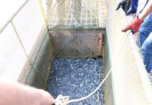 В Дон выпустили около 1,5 млн штук молоди стерляди