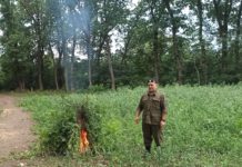 В Красносулинском районе с лета уничтожили около 15 тысяч кустов конопли
