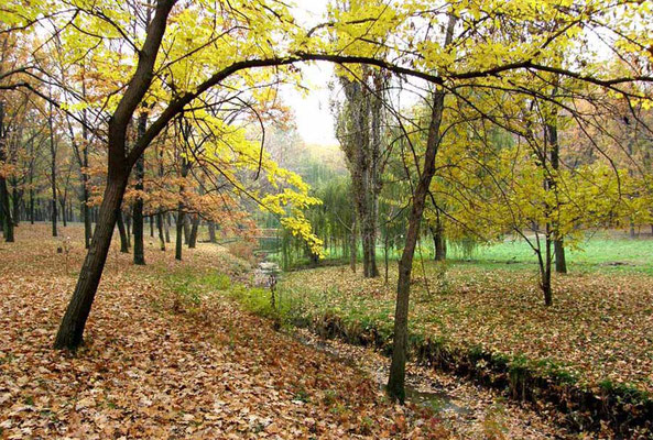 Роще «Дубки» в Таганроге присвоят статус особо охраняемой природной территории
