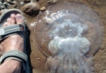 В Таганроге к берегу Азовского моря прибило сотни медуз