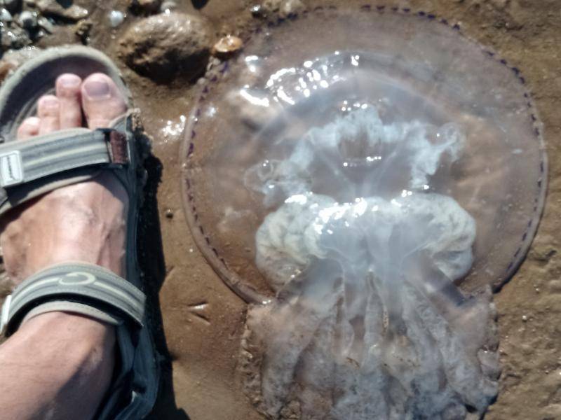 В Таганроге к берегу Азовского моря прибило сотни медуз