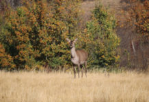 В Ростовской области закрывается сезон охоты