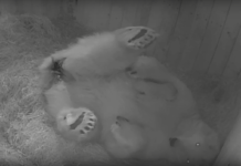 Впервые за 32 года в Ростовском зоопарке родился белый медведь