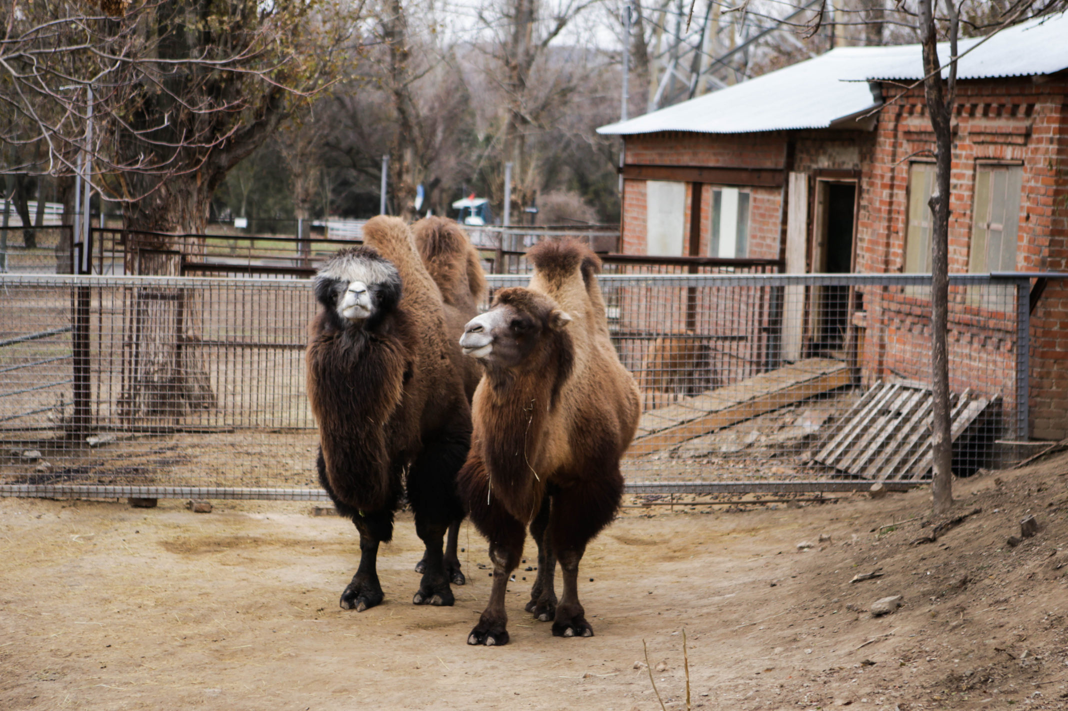 ростовский зоопарк зимой