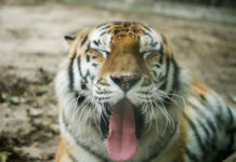 В Ростовском зоопарке цены на билеты выросли на 200 рублей Тигр Устин//Фото: Екатерина Мацкиева «Городской репортер»