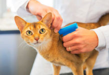 В Ростове весь февраль собак и кошек можно будет чипировать по льготной цене