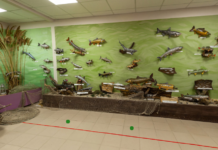 МТС создал виртуальный тур с аудиогидом для частного музея «Донская рыба»