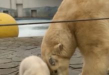 Немецкие зоозащитники потребовали от ростовского зоопарка отказаться от содержания белых медведей