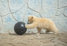 Медвежонок Айка из Ростовского зоопарка уедет в Москву Медведица Айка//Фото: Ростовский зоопарк