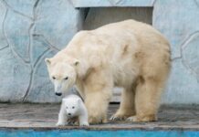 Фестиваль современного искусства в Публичке, Пиковая дама в Музыкальном и весенний зоопарк: афиша