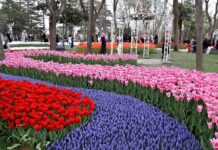 В воскресение в Ростове стартует «Фестиваль тюльпанов»