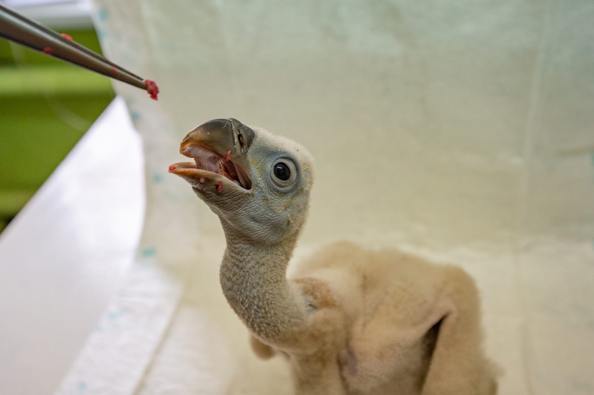 Птенец белоголового сипа//Фото: ростовский зоопарк