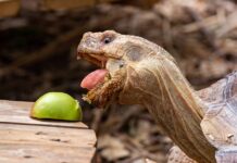 Шпороносных черепах из Ростовского зоопарка переведут в летний вальер