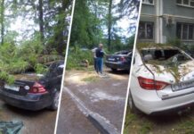 В Ростове упавшее дерево повредило два автомобиля