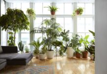 Комнатные растения для создания уюта