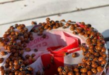 Павло-Очаковскую косу заполонили тысячи божьих коровок
