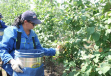 В Ростовской области планируют высадить 200 гектаров новых садов