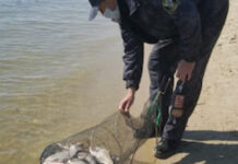 В Ростовской области из-за массовой гибели рыбы ввели чрезвычайное положение